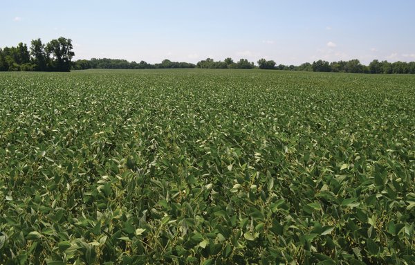 REAL ESTATE AUCTION - 82.62+/- ACRES IN 1 TRACT IN LAKE COUNTY, INDIANA